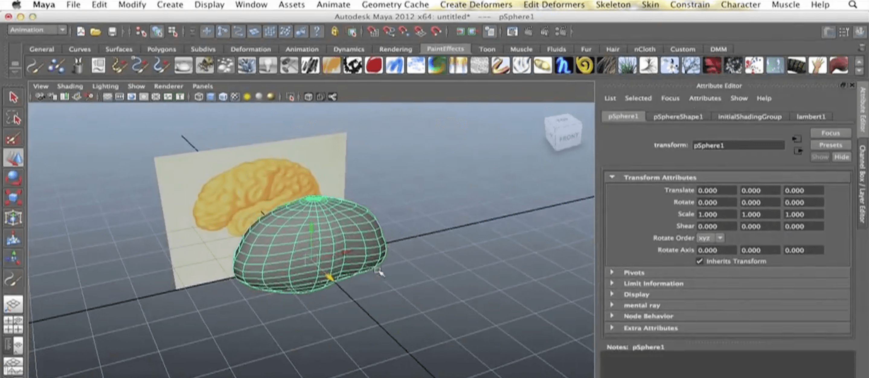 3D printed interactive brain model with region labels
